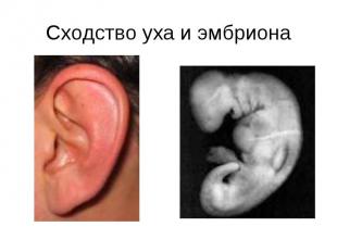 Сходство уха и эмбриона
