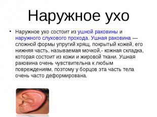 Наружное ухо Наружное ухо состоит из ушной раковины и наружного слухового проход
