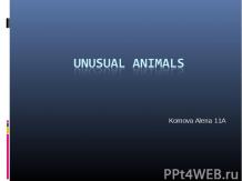 Unusual animals