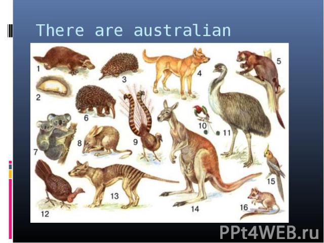 There are australian animals.