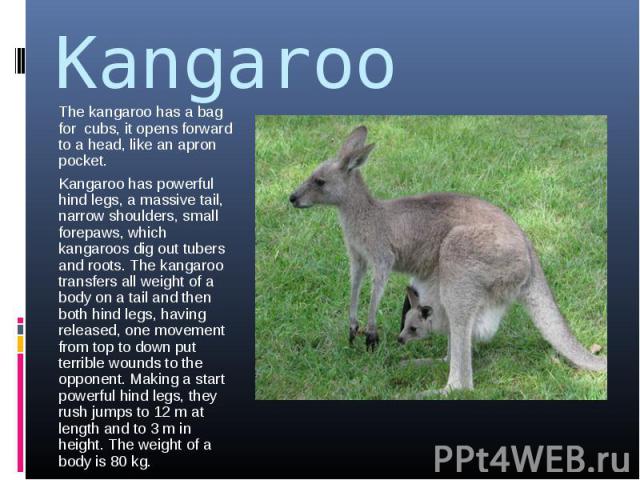 Kangaroo The kangaroo has a bag for cubs, it opens forward to a head, like an apron pocket.Kangaroo has powerful hind legs, a massive tail, narrow shoulders, small forepaws, which kangaroos dig out tubers and roots. The kangaroo transfers all weight…