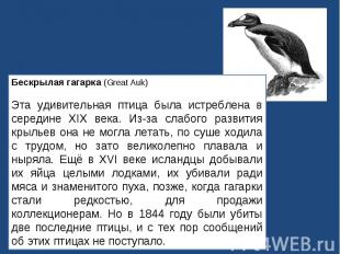 Бескрылая гагарка (Great Auk)Эта удивительная птица была истреблена в середине X