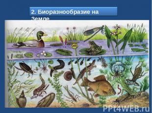 2. Биоразнообразие на Земле