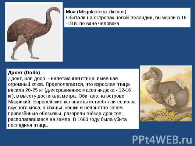 Моа (Megalapteryx didinus)Обитали на островах новой Зеландии, вымерли в 16 -18 в. по вине человека.Дронт (Dodo)Дронт, или додо, - нелетающая птица, имевшая огромный клюв. Предполагается, что взрослая птица весила 20-25 кг (для сравнения: масса индюк…