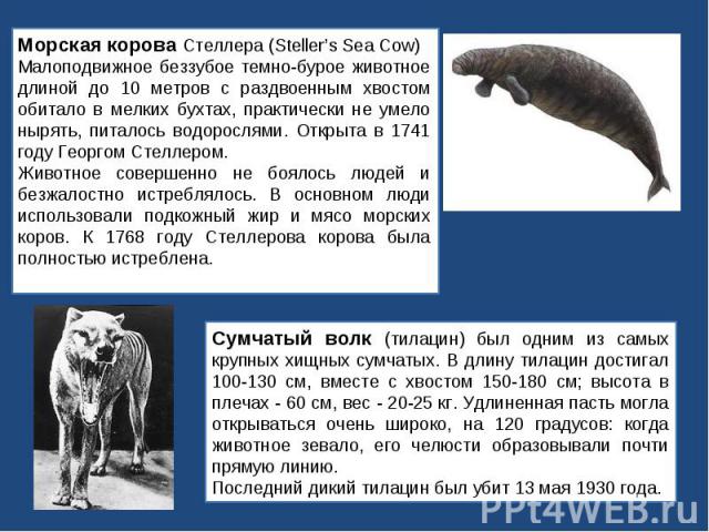 Морская корова Стеллера (Steller’s Sea Cow)Малоподвижное беззубое темно-бурое животное длиной до 10 метров с раздвоенным хвостом обитало в мелких бухтах, практически не умело нырять, питалось водорослями. Открыта в 1741 году Георгом Стеллером. Живот…
