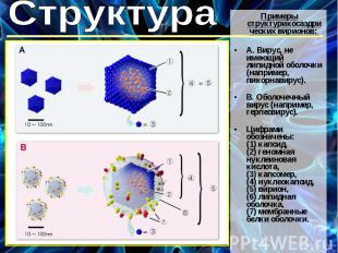 Примеры структурикосаэдрических вирионов: А. Вирус, не имеющий липидной оболочки