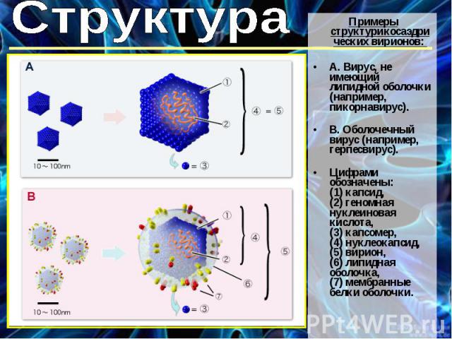 Примеры структурикосаэдрических вирионов: А. Вирус, не имеющий липидной оболочки (например, пикорнавирус).B. Оболочечный вирус (например, герпесвирус).Цифрами обозначены: (1) капсид, (2) геномная нуклеиновая кислота, (3) капсомер, (4) нуклеокапсид, …