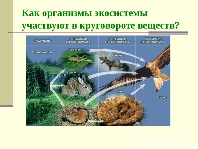 Как организмы экосистемы участвуют в круговороте веществ?