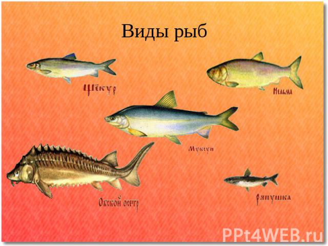 Виды рыб