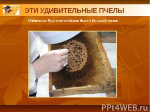 ЭТИ УДИВИТЕЛЬНЫЕ ПЧЕЛЫИздавна на Руси пчеловодство было в большой чести