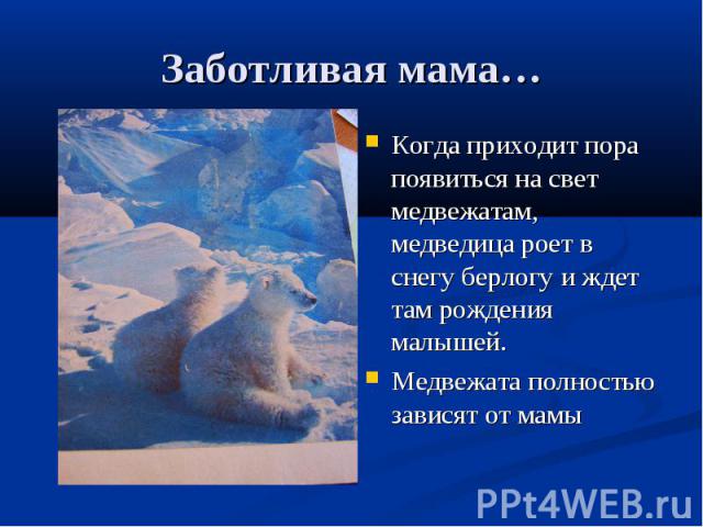 Заботливая мама… Когда приходит пора появиться на свет медвежатам, медведица роет в снегу берлогу и ждет там рождения малышей.Медвежата полностью зависят от мамы