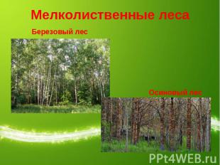 Мелколиственные леса Березовый лесОсиновый лес