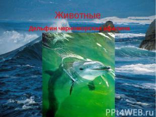 Животные Дельфин черноморская афалина