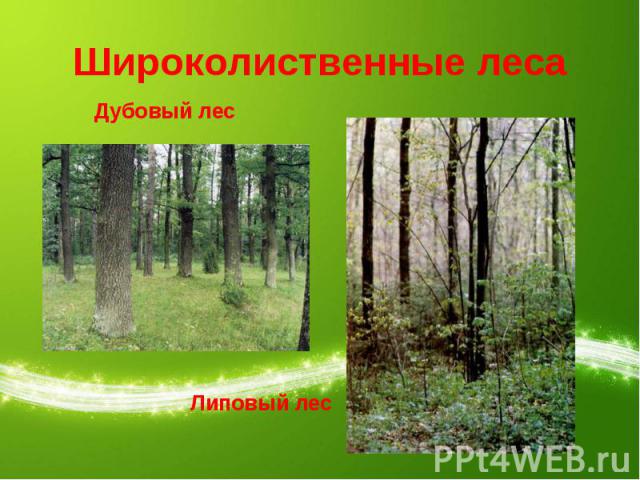 Широколиственные леса Дубовый лесЛиповый лес