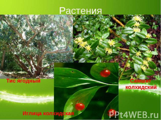 Растения Тис ягодныйИглица колхидская Самшит колхидский