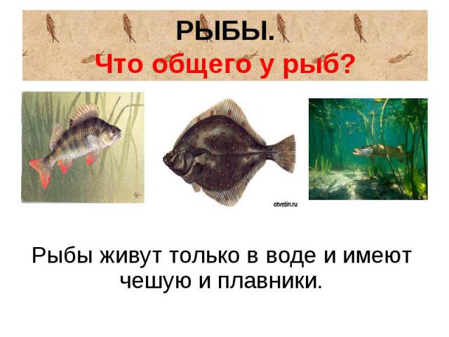 РЫБЫ.Что общего у рыб? Рыбы живут только в воде и имеют чешую и плавники.