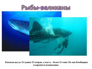Рыбы-великаныКитовая акула. Её длина 15 метров, а масса – более 15 тонн. Но она