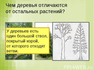 Чем деревья отличаются от остальных растений? У деревьев есть один большой ствол