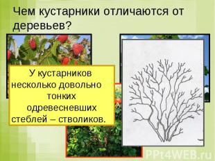 Чем кустарники отличаются от деревьев? У кустарников несколько довольно тонких о