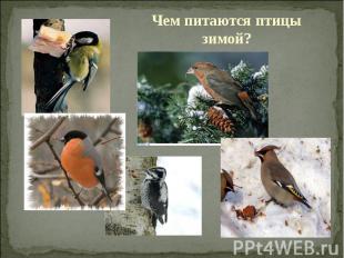 Чем питаются птицы зимой?