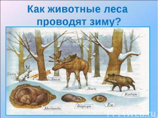 Как животные леса проводят зиму?