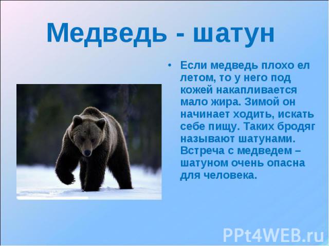 Медведь - шатун Если медведь плохо ел летом, то у него под кожей накапливается мало жира. Зимой он начинает ходить, искать себе пищу. Таких бродяг называют шатунами. Встреча с медведем – шатуном очень опасна для человека.