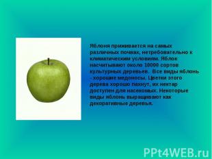 Яблоня приживается на самых различных почвах, нетребовательно к климатическим ус