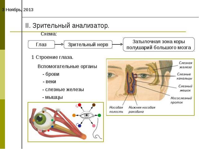 II. Зрительный анализатор.Схема:1 Строение глаза.Вспомогательные органы