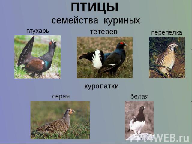 Птицы семейства куриных список фото