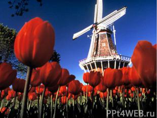 Одним из символов Нидерландов считаются, конечно же, ветряные мельницы