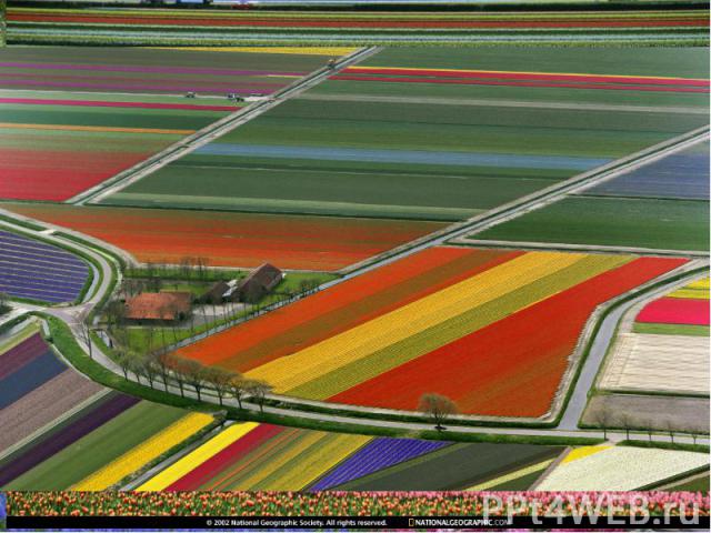 Голландия — европейская столица цветов, страна тюльпанов и гиацинтов.