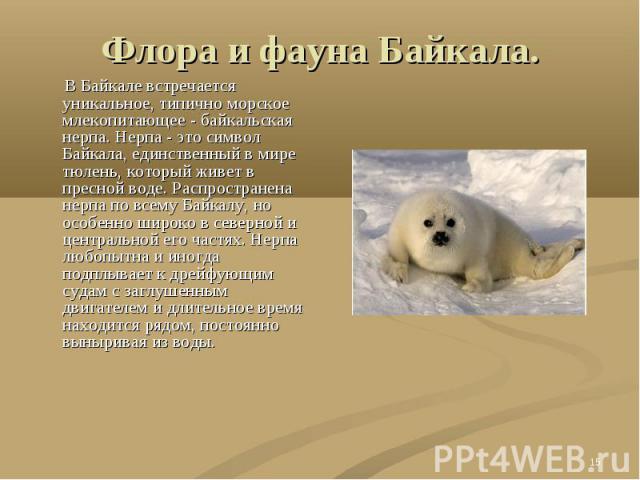 Флора и фауна Байкала. В Байкале встречается уникальное, типично морское млекопитающее - байкальская нерпа. Нерпа - это символ Байкала, единственный в мире тюлень, который живет в пресной воде. Распространена нерпа по всему Байкалу, но особенно широ…