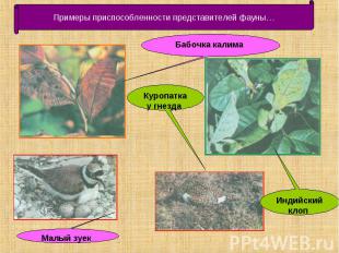 Примеры приспособленности представителей фауны… Бабочка калима Куропатка у гнезд