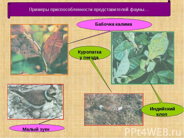 Примеры приспособленности представителей фауны… Бабочка калима Куропатка у гнезда Малый зуек Индийский клоп
