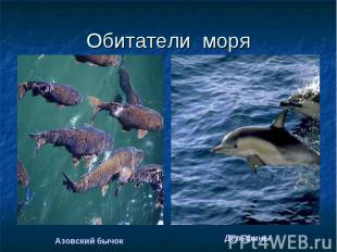 Обитатели моря Азовский бычокДельфины