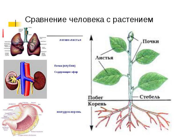 Сравнение человека с растением