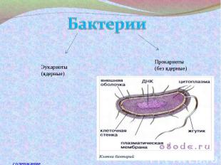 БактерииЭукариоты(ядерные)Прокариоты(без ядерные)