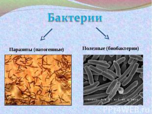 БактерииПаразиты (патогенные)Полезные (биобактерии)