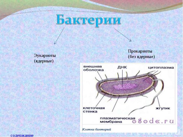 БактерииЭукариоты(ядерные)Прокариоты(без ядерные)