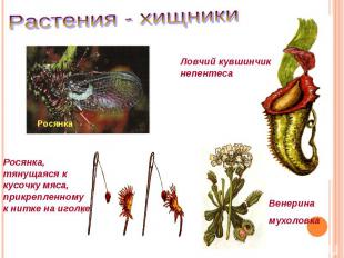 Растения - хищникиЛовчий кувшинчикнепентесаРосянка, тянущаяся к кусочку мяса, пр