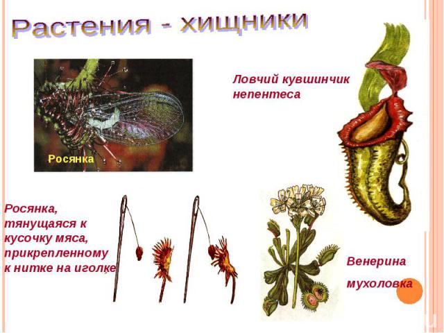 Растения - хищникиЛовчий кувшинчикнепентесаРосянка, тянущаяся к кусочку мяса, прикрепленному к нитке на иголкеВенерина мухоловка