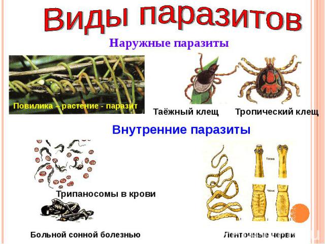 Виды паразитовНаружные паразитыВнутренние паразиты