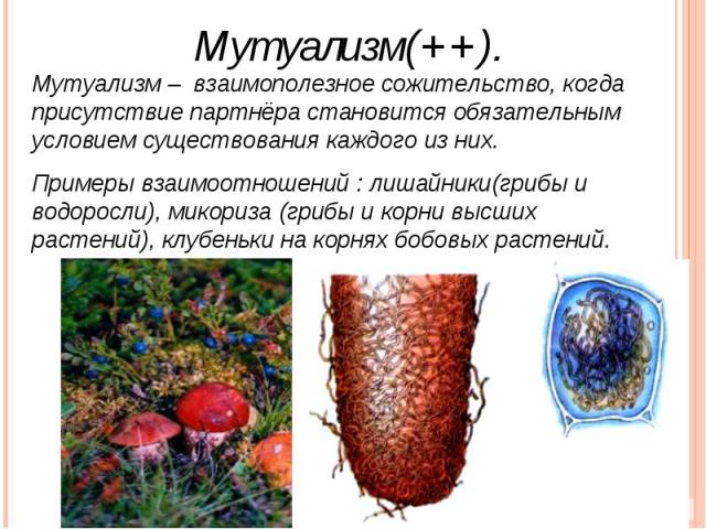 Мутуализм(++).Мутуализм – взаимополезное сожительство, когда присутствие партнёра становится обязательным условием существования каждого из них.Примеры взаимоотношений : лишайники(грибы и водоросли), микориза (грибы и корни высших растений), клубень…