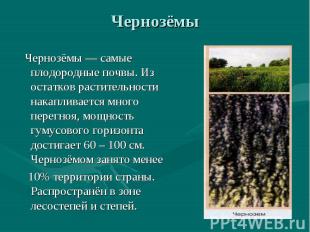 Чернозёмы Чернозёмы — самые плодородные почвы. Из остатков растительности накапл