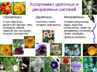 Ассортимент цветочных и декоративных растений