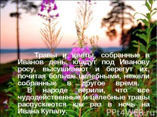 Травы и цветы, собранные в Иванов день, кладут под Иванову росу, высушивают и бе