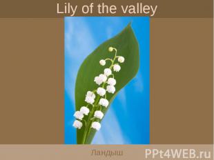 Lily of the valley Ландыш