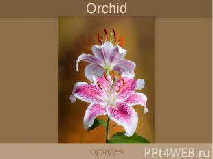 Orchid Орхидея
