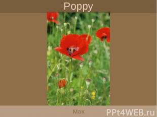 Poppy Мак