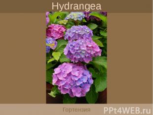 Hydrangea Гортензия